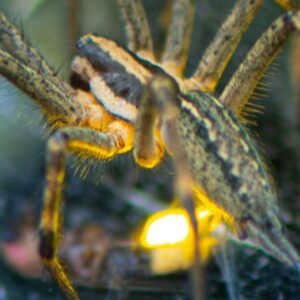 Pavúky sú oveľa múdrejší, než si myslíte. Pozrite sa, ako brilantne využívajú ul...