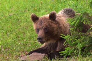 Nitra varuje obyvateľov: V meste spozorovali medveďa.