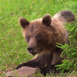 Nitra varuje obyvateľov: V meste spozorovali medveďa.