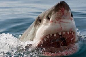 Záhada bielych žralokov stále nemá vysvetlenie. Existuje iba jedna teória.