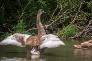 Objavte jedinečný svet lužných lesov a rieky Dunaj počas tematickej komentovanej vychádzky Za krídlami Dunaja BSK: Objavte jedinečný svet lužných lesov a rieky Dunaj počas tematickej komento...