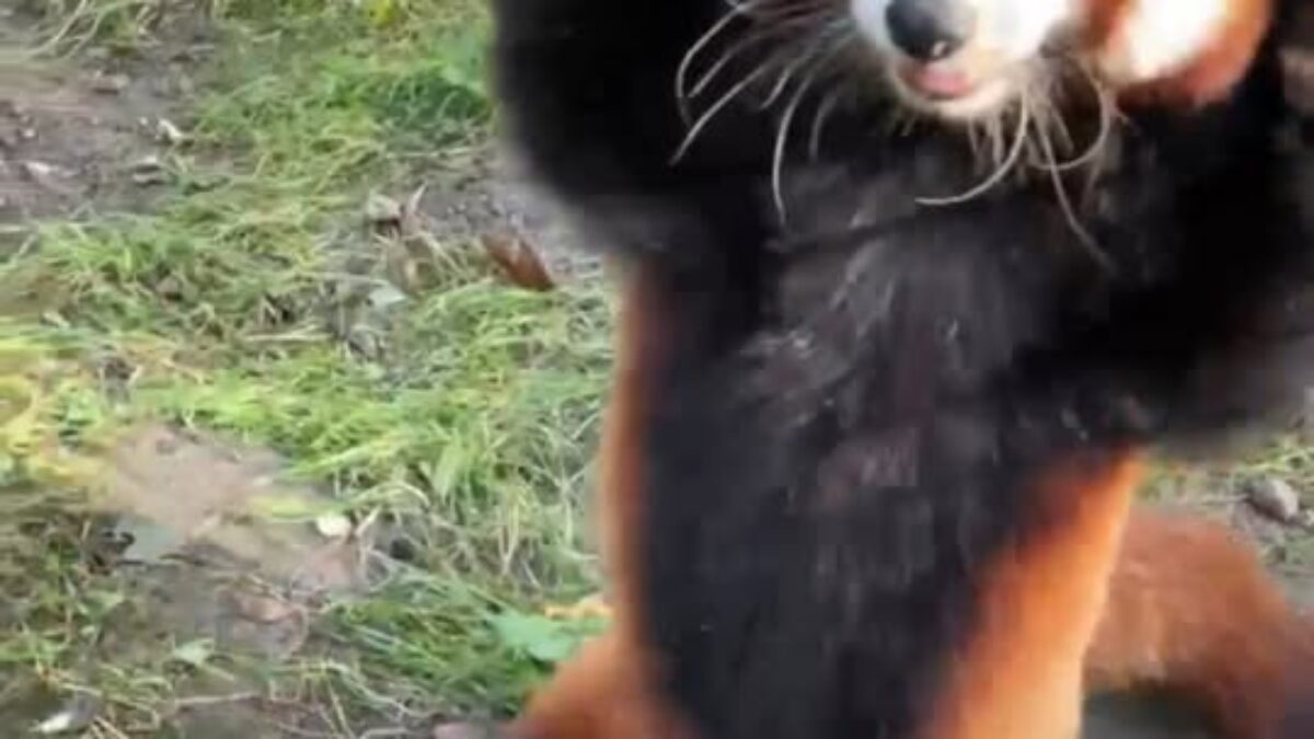 ZOO BOJNICE: NAJMILŠÍ POZDRAV Z POĽSKA