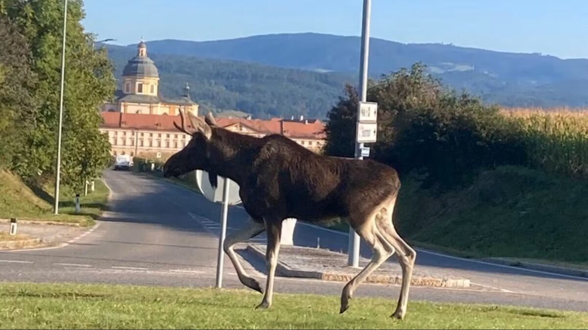 Ležal pod stromom a jedol jablká. Los Emil potom prenasledoval policajtov a vydal sa k lesu.