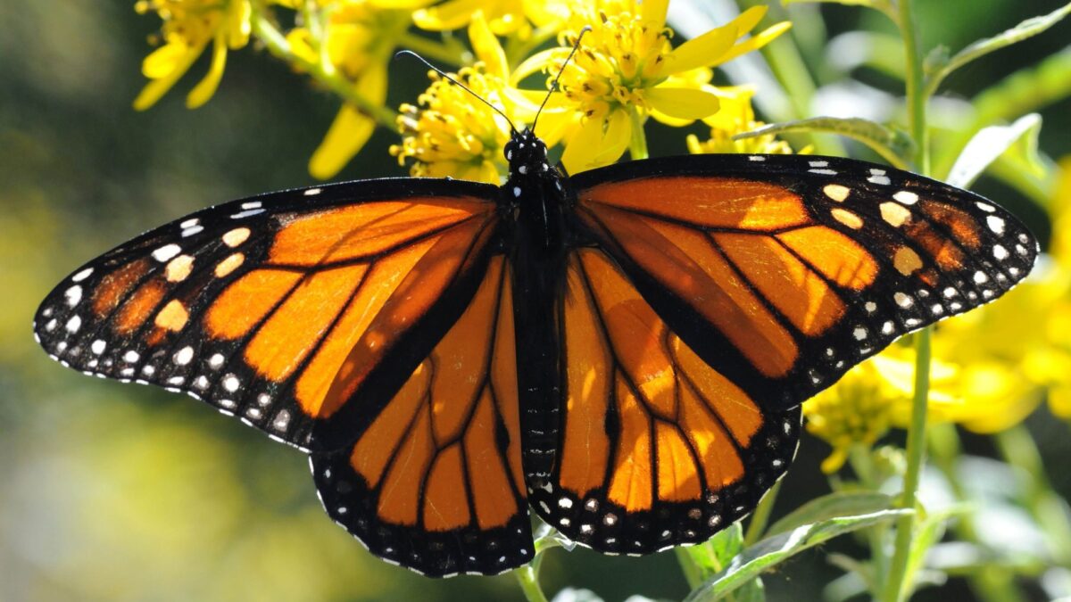 Neuveriteľná operácia krídla. Záchrana motýľa zaujala odborníkov a stala sa virálnou