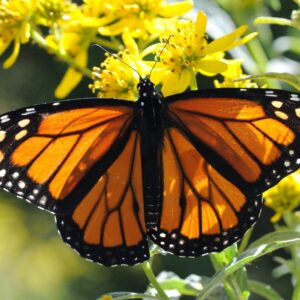 Neuveriteľná operácia krídla. Záchrana motýľa zaujala odborníkov a stala sa virá...