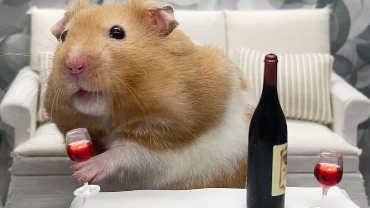 Škrečok by za deň mohol vypiť „21 fliaš vína“. Ľudia proti nemu absolútne nemajú šancu.