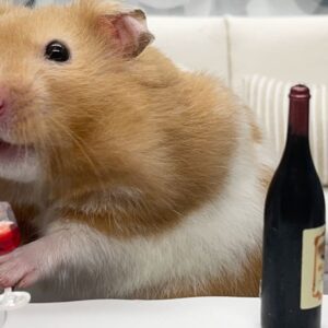 Škrečok by za deň mohol vypiť „21 fliaš vína“. Ľudia proti nemu absolútne nemajú...