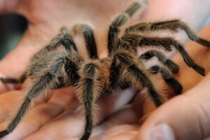 Najstarší pavúk na svete sa dožil 43 rokov. Bol inšpiráciou Najstarší pavúk na svete sa dožil 43 rokov. Bol inšpiráciou pre celé ľudstvo.