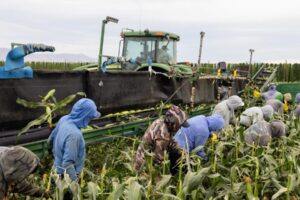GettyImages-2227264767-e1760201246231.jpg Trumpovo ministerstvo práce priznáva, že zásah proti imigrácii riskuje „ne...