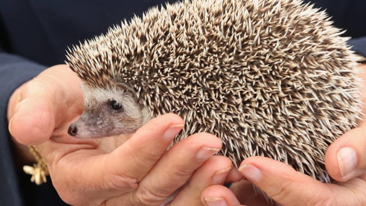 Prečo sú mestské ježe svetlejšie? Vedci spájajú výskyt ježkov-blondínov s autami