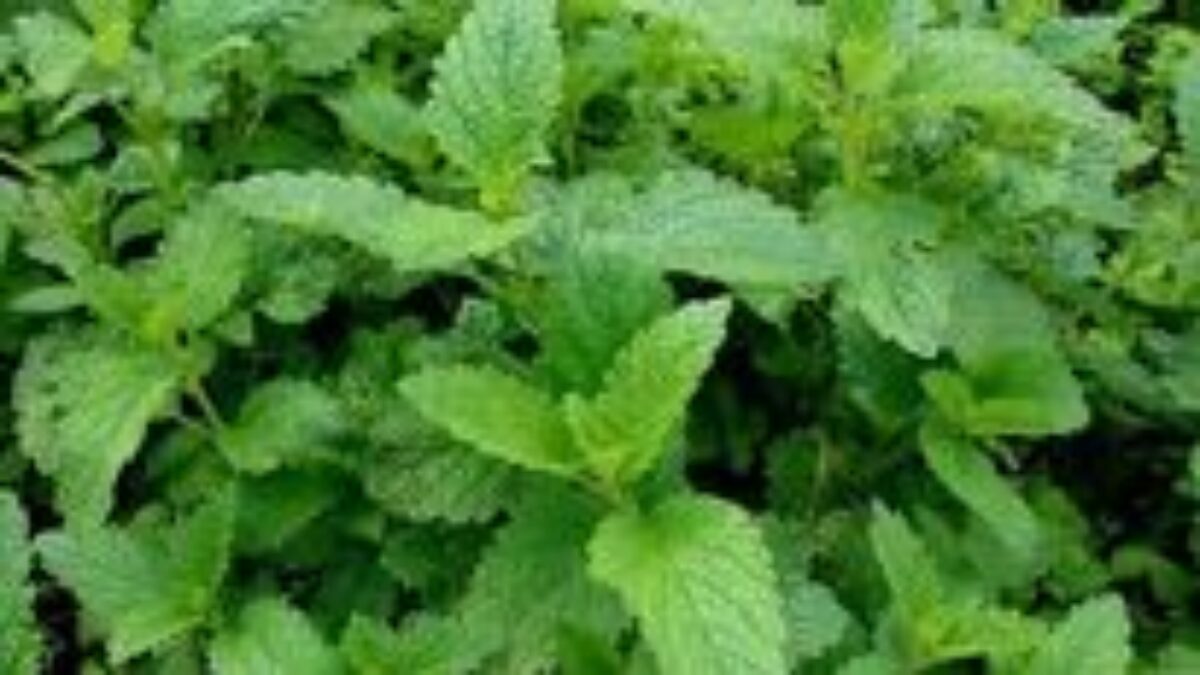 Kôprom posilníte fyzičku, ligurčekom vyčistíte telo