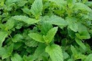 Kôprom posilníte fyzičku, ligurčekom vyčistíte telo Kôprom posilníte fyzičku, ligurčekom vyčistíte telo