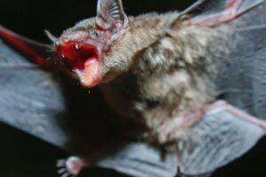 Netopier v smrteľnej pasci mäsožravej rastliny? V skutočnosti odletí a nechá jej...