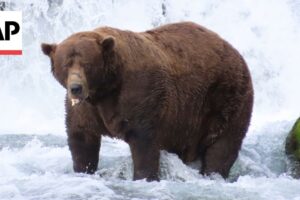 Chunk, 544-kilogramový medveď so zlomenou sánkou, víťazí v aljašskej súťaži Chunk, 544-kilogramový medveď so zlomenou sánkou, víťazí v aljašskej súťaži Týžd...