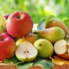 Prečo jesť jablká a hrušky? Čistia organizmus, majú veľa vlákniny a zaženú hlad.