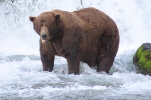 Je tučný a je mu to jedno. Víťaz z divokej Aljašky v súťaži očaril celý svet.