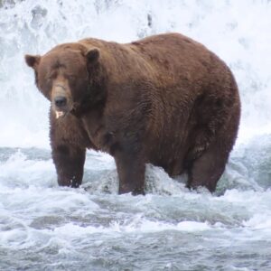 Je tučný a je mu to jedno. Víťaz z divokej Aljašky v súťaži očaril celý svet.