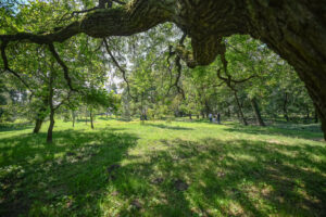 Historický park v Malinove ožíva. Župa ukončila prvú etapu revitalizácie BSK: Historický park v Malinove ožíva. Župa ukončila prvú etapu revitalizácie