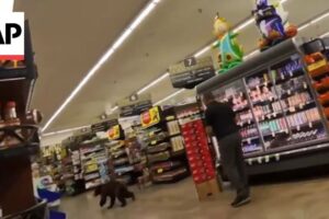 Medveď vbehol do obchodu s potravinami v Arizone a prebehol Medveď vbehol do obchodu s potravinami v Arizone a prebehol sa uličkami