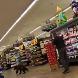 Medveď vbehol do obchodu s potravinami v Arizone a prebehol sa uličkami