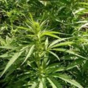 Konopný olej v potravinách chráni, v kozmetike skrášľuje