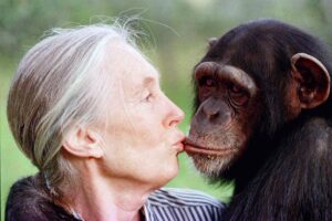 Pár vzácnych chvíľ s Jane Goodallovou: nestratila sa medzi šimpanzmi ani v Simps...