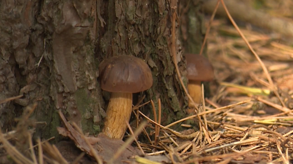 Príznaky po nejedlých i jedovatých hubách môžu byť rovnaké.