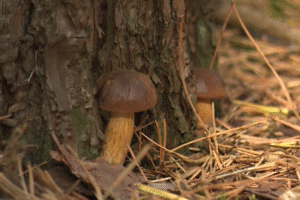 Príznaky po nejedlých i jedovatých hubách môžu byť rovnaké.