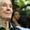 Jane Goodall sa preslávila bez titulu a skúseností: Zamestnala sa ako čašníčka a...
