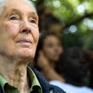 Jane Goodall sa preslávila bez titulu a skúseností: Zamestnala sa ako čašníčka a...
