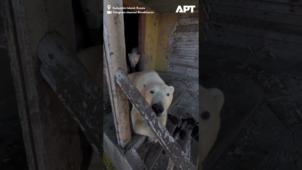 Rusko: Polárne medvede sa nasťahovali do opustenej arktickej výskumnej stanice, kde našli útočisko a pohodlie.