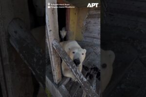 Rusko: Polárne medvede sa nasťahovali do opustenej arktickej výskumnej stanice, ...