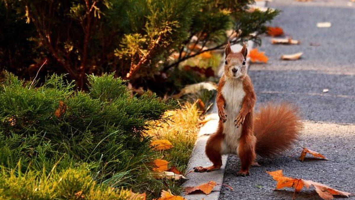 Záhadné útoky v Kalifornii. Miestni sa boja nečakane agresívneho útočníka