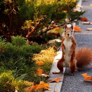 Záhadné útoky v Kalifornii. Miestni sa boja nečakane agresívneho útočníka