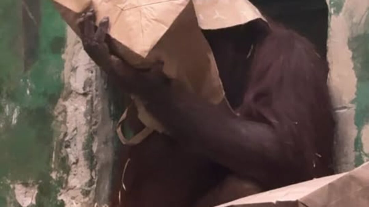 ZOO BOJNICE: UŽ ČOSKORO ZAČNE ROZBAĽOVANIE DARČEKOV! Takto to riešia naše orangutany bornejské. Ako rozbaľujete darčeky vy?