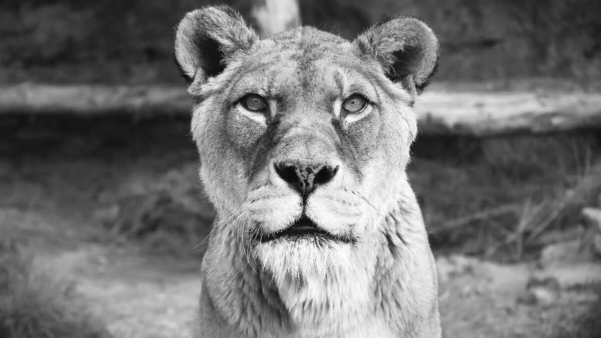 ZOO BOJNICE: Smutná správa v predvianočnom čase