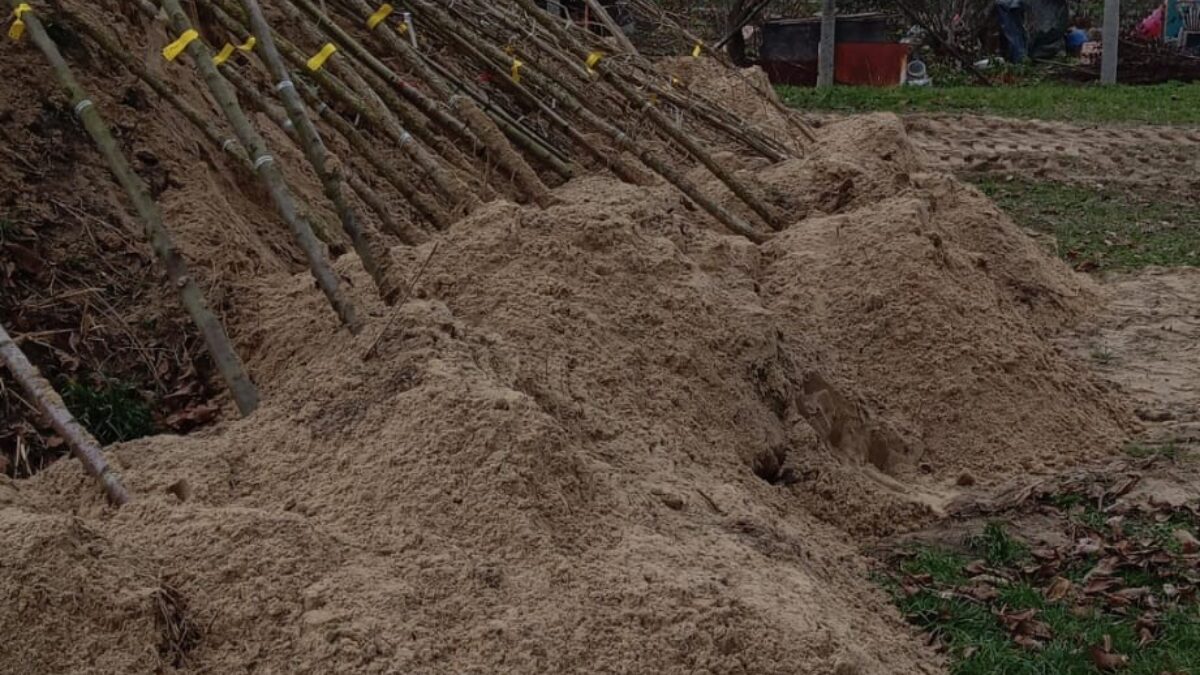 Mesto Piešťany: Takmer stovka nových stromov je už priravená na novú výsadbu