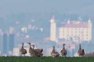 BSK: Vtákom roka 2026 je drop veľký, ktorému hrozí vyhynutie