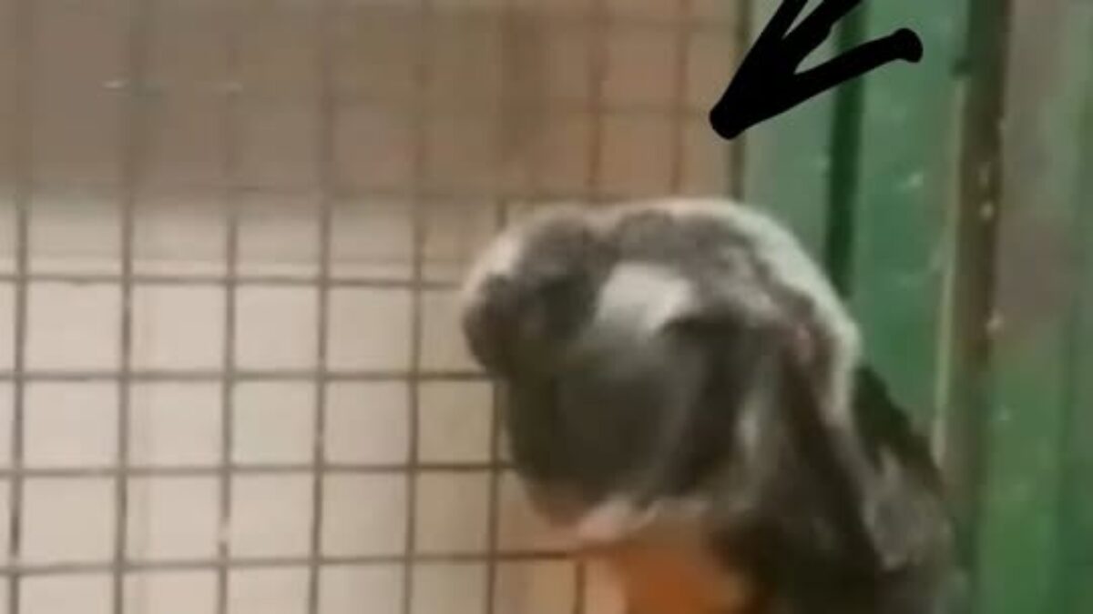 ZOO BOJNICE: NAJNOVŠÍ PRÍRASTOK V RODINE TAMARÍNOV