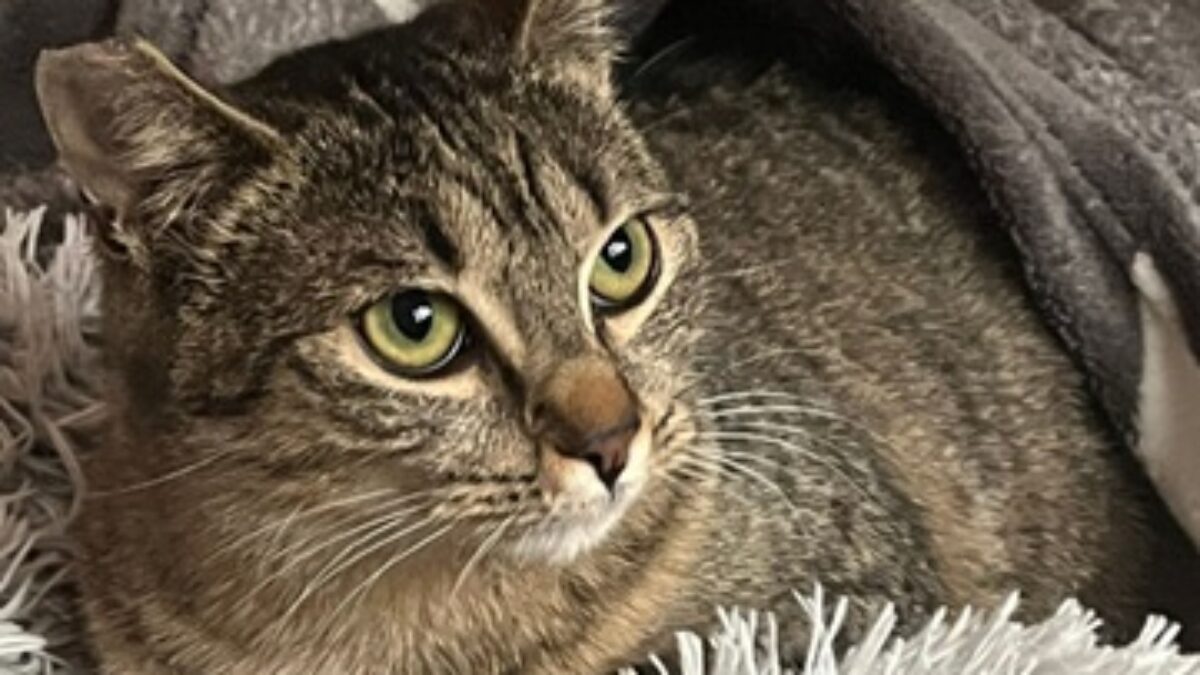 mesto nová dubnica: mačiatko saška si hľadá nový domov Mesto Nová Dubnica: Mačiatko Saška si hľadá nový domov