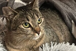 mesto nová dubnica: mačiatko saška si hľadá nový domov Mesto Nová Dubnica: Mačiatko Saška si hľadá nový domov