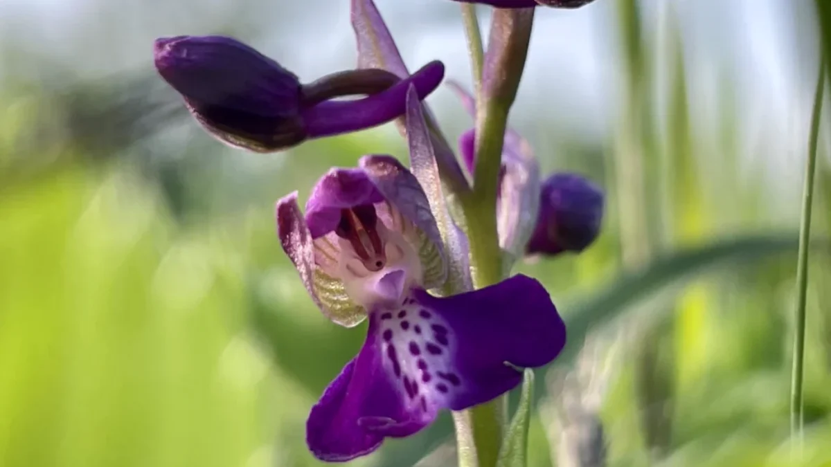 BSK: Kozy obnovujú biotopy orchideí