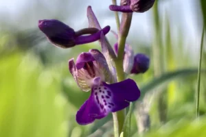 BSK: Kozy obnovujú biotopy orchideí