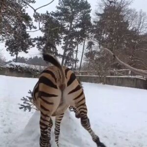 ZOO BOJNICE: ZEBRY A SNEHULIAK. Tento raz dostali snehuliaka s maškrtami naše ze...