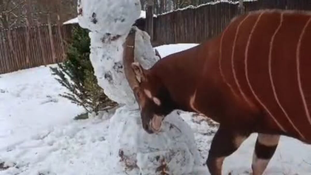 ZOO BOJNICE: ANTILOPA BONGO VS. SNEHULIAK 1:0