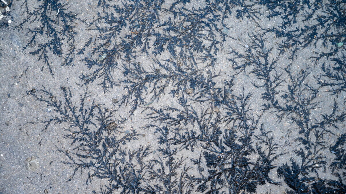 Mesto Senec: POZOR NA ČIERNY ĽAD!