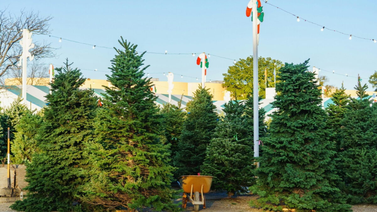 Mesto Bytča: Odvoz vianočných stromčekov v Bytči