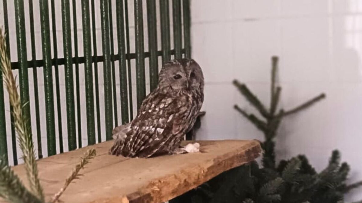 ZOO BOJNICE: SOVA Z KOMÍNA