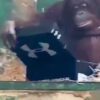 ZOO BOJNICE: PREKVAPENIE PRE ORANGUTANY. Naše ošetrovateľky si tento raz priprav...