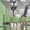 ZOO BOJNICE: GUERÉZY PLÁŠTIKOVÉ môžete vidieť takto vyvádzať v pavilóne opíc. Gu...